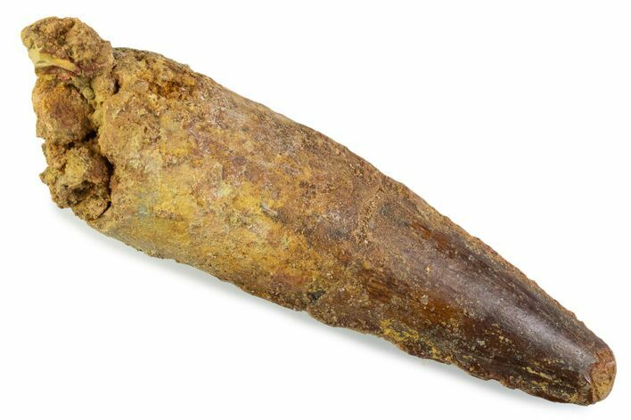 Fossil Spinosaurus Tooth - Real Dinosaur Tooth #374012